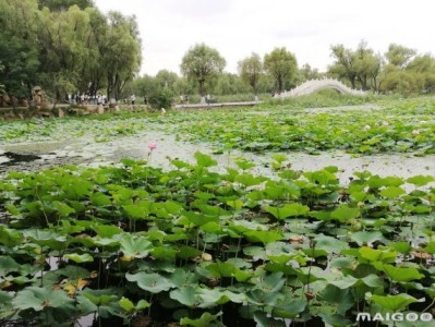 宁波哈尔滨太阳岛旅游景点推荐，你去过几个？